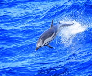 Common dolphin, Bay of Biscay