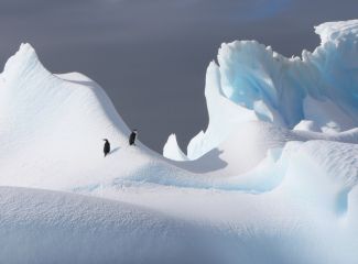 Penguins in Antarctica