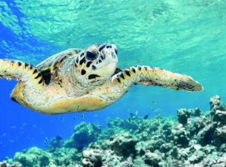 Maldives Sealife