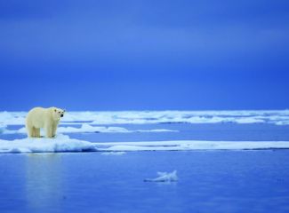 Arctic Polar Bear