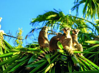 Lemurs in Madagascar