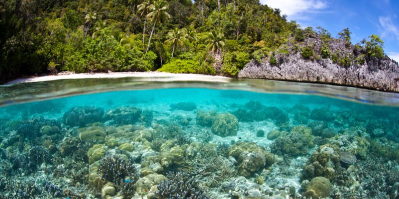 Image result for papua new guinea