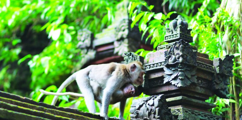 Ubud Monkey Forest Sanctuary