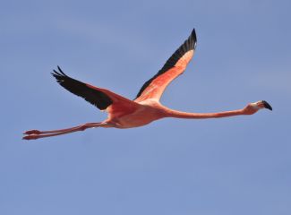 Greater Flamingo in Bonaire