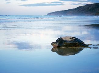 Leatherback turtle, Costa Rica