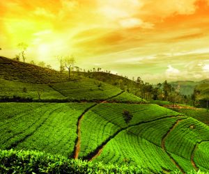 Assam tea plantation