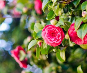 Camellia Bushes