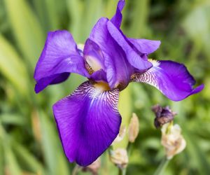 Wild iris, Bryher