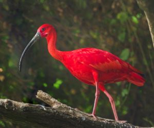 Scarlet Ibis, Trinidad