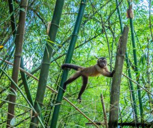 Capuchin Monkey, Suriname