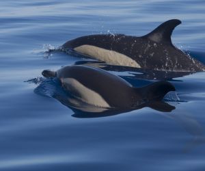 Common dolphins, Azores