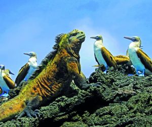Marine iguana with blue footed boobies