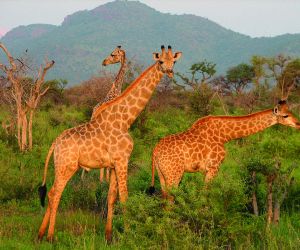 Giraffes, Madikwe Game Reserve