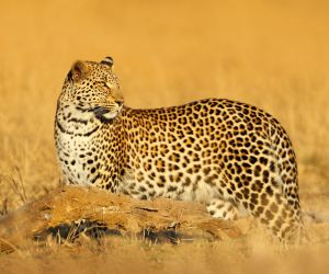 Leopard, Hwange National Park