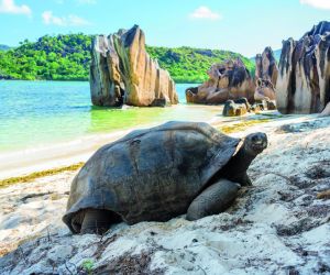 Giant tortoise, Aldabra