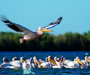 Pelicans, Danube Delta