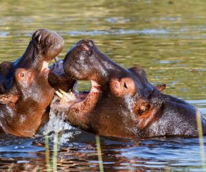 Hippos, Chobe River