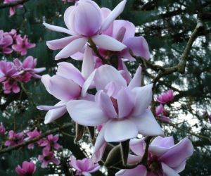 Irish magnolia
