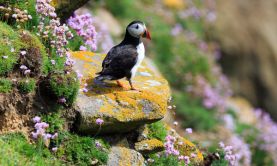 Birds of the Scottish Isles - 2024