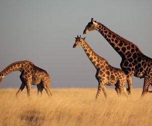 Giraffes, Etosha National Park, Namibia