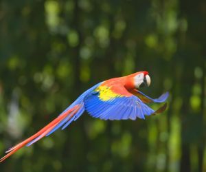 Scarlet Macaw, Napo River