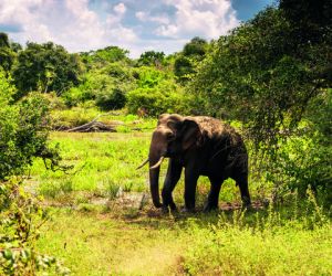 Elephant, Yala National Park
