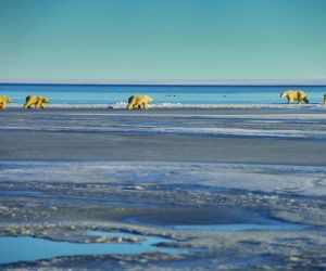 Polar bears, Beaufort Sea