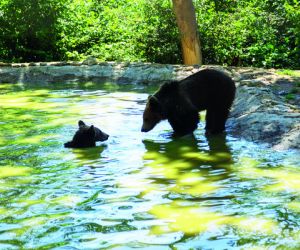 Libearty Bear Sanctuary, Romania