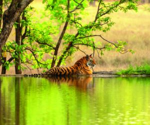 Tiger, Ranthambore National Park, India.