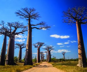 Avenue des Baobabs