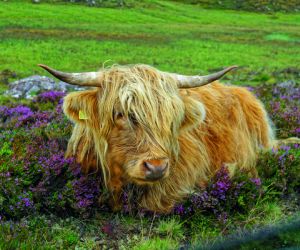 Highland long-horn cow