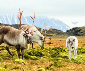 Wild Reindeer Family, Svalbard