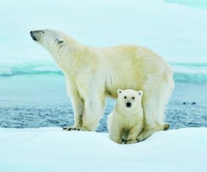 Polar bears, Svalbard