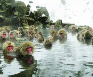 Japanese snow monkeys, Jigokudani Park