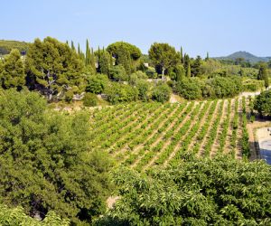 Vineyards of Le Castellet