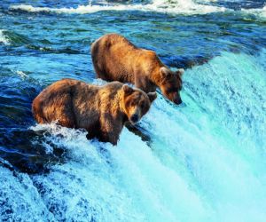 Brown bears fishing for salmon