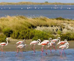 Camargue flamingoes