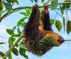 Sloth, Cahuita National Park
