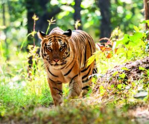 Tiger, Ranthambore National Park, India.