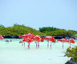 Flamingoes, Bonaire